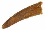 Fossil Pterosaur (Siroccopteryx) Tooth - Morocco #329022-1